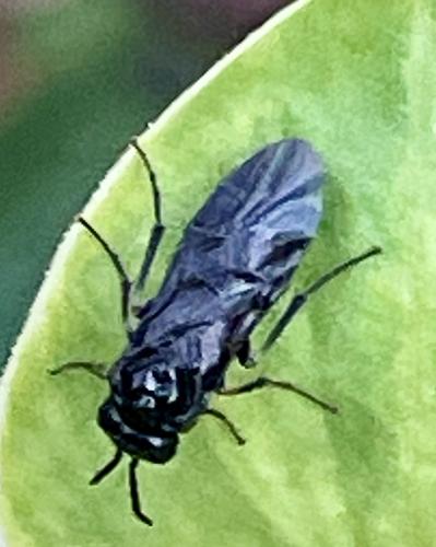 Réf. 354 538 : Monophadnus taegeri